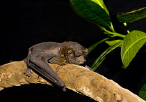 Velvety Free-tailed / Miller's Mastiff Bat (Molossus pretiosus) roosting on a branch, Mexico