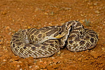 Western Hog Nose Snake (Heterodon nasicus) on ground, Arizona, USA
