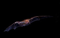 Western Red Bat (Lasiurus blossevilli) in flight, Nuevo Leon, Mexico