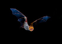 Western Red Bat (Lasiurus blossevilli) in flight, Sabinas, Nuevo Leon, Mexico