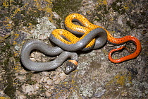 Western Ringneck Snake (Diadophis occidentalis) coiled on lichen-covered rock, showing bright colours on belly Arizona, USA