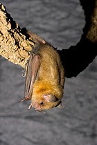 Yellow-shouldered / American Epauleted Bat (Sturnira SP) roosting, Nuevo Leon, Mexico