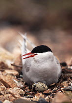 Arctic tern (Sterna paradisaea) on nest, with egg visible, UK