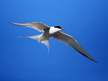 Arctic tern (Sterna paradisaea) hovering, UK