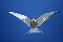 Arctic tern (Sterna paradisaea) in flight, UK. Arctic terns migrate annually a marathon distance of 7,200 miles