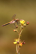 Black sympetrum / darter dragonfly (Sympetrum danae) female on Slender St Johns wort (Hypericum pulchrum), UK