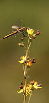 Black sympetrum / darter dragonfly (Sympetrum danae) female on Slender St Johns wort (Hypericum pulchrum), UK