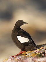 Black Guillemot (Cepphus grylle) on rock with lichens and sea thrift, UK