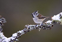 Crested tit (Lophophanes cristatus) on snowy branch, Norway, January 2007