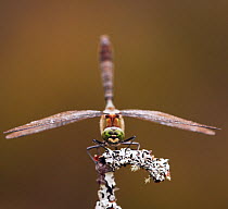 Downy emerald dragonfly (Cordulia aenea) on lichen-covered twig, UK