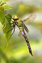Emperor dragonfly (Anax imperator) male on bramble leaf in July, Yorkshire, UK