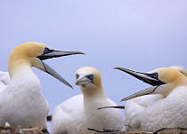 Two Gannets (Morus bassanus) squabbling, watched by another in the background. Hermaness National Nature reserve, Shetland Isles, Scotland