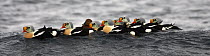 King eider ducks (Somateria spectabilis) 8 males and a female at sea, Norway