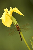 Norfolk hawker dragonfly (Anaciaeschna isisceles) on flag iris (Iris germanica), UK