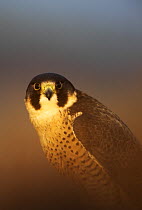 Peregrine Falcon (Falco peregrinus) male portrait, UK