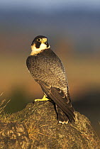 Peregrine Falcon (Falco peregrinus) male on rock, looking behind him, UK