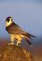 Peregrine Falcon (Falco peregrinus) male on rock, looking behind him, UK