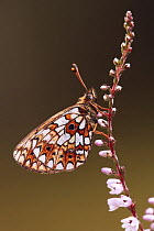 Small pearl bordered fritillary butterfly (Boloria selene) on flowering heather, UK