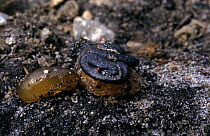 Adder (Vipera berus) stillborn young, Purbeck, Dorset, UK 1999