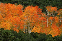 Aspen trees in autumn colour, Colorado, USA, 1993
