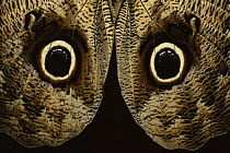 Close up of eye markings on wings of Owl butterfly {Caligo illioness}