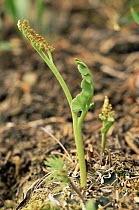 Moonwort {Botrychium echo} showing sporangia on fertile leaf, Colorado, USA