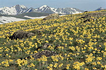 Alpine sunflower {Rydbergia grandiflora} flowering on alpine tundra, Rocky Mountain NP, Colorado, USA, 1999