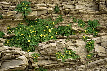 Rock nettle {Eucnide bartonioides} flowering on rocky cliff, Big Bend NP, Texas, USA
