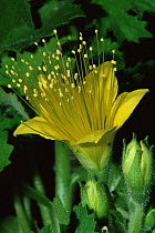 Rock nettle {Eucnide bartonioides} flower, Big Bend NP, Texas, USA