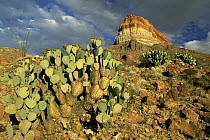 Prickly pear cactus {Opuntia sp} with Cerro Castellan peak in background, Big Bend NP, Texas, USA, 2004