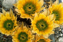 Texas rainbow cactus {Echinocereus pectinatus} flowers, Big Bend NP, Texas, USA