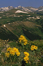Alpine sunflower {Rydbergia grandiflora} flowering in the spring on alpine tundra, Rocky Mountain NP, Colorado, USA, 2004