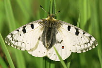 Common phoebus butterfly {Parnassius phoebus} Colorado, USA