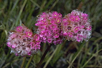 Sea pink / thrift {Armeria maritima sibirica} flowering on alpine tundra, Hosier Ridge, Colorado, USA