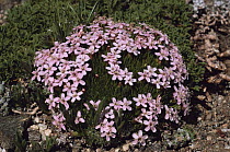 Moss campion {Silene acaulis} flowering on alpine tundra, Colorado, USA