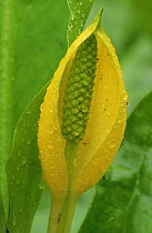 Skunk cabbage {Lysichiton americanus} flower with rain drops, Olympic NP, Washington, USA