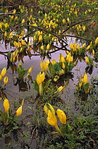 Skunk cabbage {Lysichiton americanus} flowering in wetland bog, Olympic NP, Washington, USA