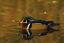 Wood duck {Aix sponsa} male on water, USA