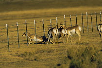 Pronghorn antelope {Antilocapra americana} encountering fence and climbing under it, south of Pinedale, Red Desert, Wyoming, USA,