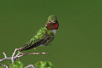 Broad tail hummingbird {Selasphorus platycercus} male, Colorado, USA