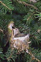 Broad tail hummingbird {Selasphorus platycercus} female feeding chick at nest, Colorado, USA