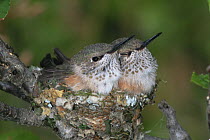 Broad tail hummingbird {Selasphorus platycercus} two chicks in nest, Colorado, USA