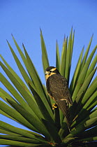 Aplomado falcon {Falco femoralis} perched on Yucca plant, endangered, Atascosa NW reserve, Texas, USA