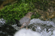 American dipper {Cinclus mexicanus} carrying water insect prey for chicks, Colorado, USA