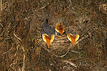 American dipper {Cinclus mexicanus} chicks calling in nest, Colorado, USA