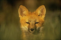 Red fox {Vulpes vulpes} young cub, portrait, Colorado, USA