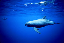 Pygmy Killer Whales (Feresa attenuata) swimming, Pacific