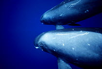 Pygmy Killer Whales (Feresa attenuata) with scarring / markings on skin, Pacific
