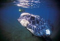 Southern right whale (Balaena glacialis australis) with diver in the background, Pacific