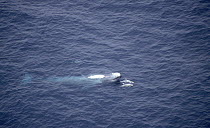 Blue whale (Balaennoptera musculus) and two risso dolphins (Grampus griseus) riding the whale's nose wake, Channel Islands National Park, California, Pacific